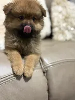 Button, a female Pomeranian for sale in Atlanta, GA – 7 of 9