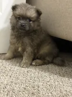 Gracie, a female Pomeranian for sale in Atlanta, GA – 2 of 3