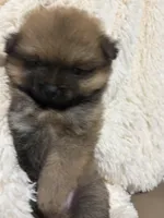 Button, a female Pomeranian for sale in Atlanta, GA – 2 of 6