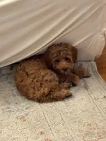 Simba, a male Cavapoo for sale in Roselle, NJ – 8 of 10