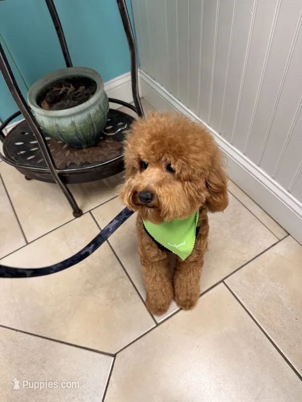 Simba – Cavapoo puppy for sale in Roselle, NJ
