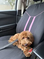 Simba, a male Cavapoo for sale in Roselle, NJ – 7 of 10