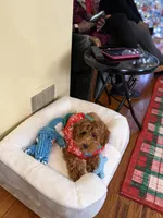 Simba, a male Cavapoo for sale in Roselle, NJ – 9 of 10