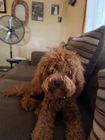 Simba, a male Cavapoo for sale in Roselle, NJ – 6 of 10