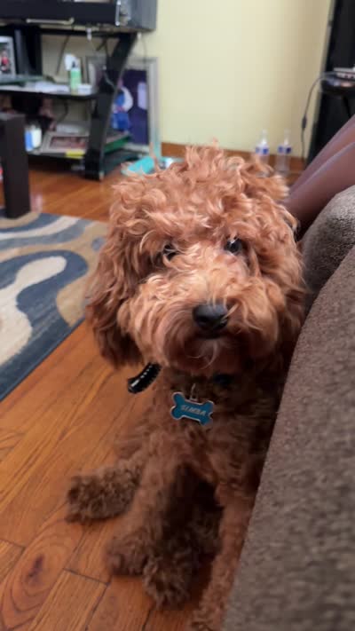 Simba, a male Cavapoo for sale in Roselle, NJ – 10 of 10