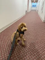 Simba, a male Cavapoo for sale in Roselle, NJ – 5 of 10