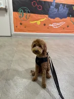 Simba, a male Cavapoo for sale in Roselle, NJ – 4 of 10