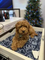 Simba, a male Cavapoo for sale in Roselle, NJ – 2 of 10