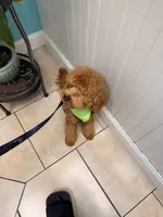 Simba, a male Cavapoo for sale in Roselle, NJ – 3 of 10