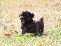 Theodore, a male Poodle - Toy  for sale in Blairsville, PA – Photo 6 of 7