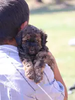 Theodore, a male Poodle - Toy  for sale in Blairsville, PA – Photo 7 of 7