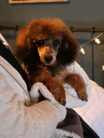 Theodore, a male Poodle - Toy  for sale in Blairsville, PA – Photo 2 of 7