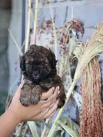 Theodore, a male Poodle - Toy  for sale in Blairsville, PA – Photo 5 of 7