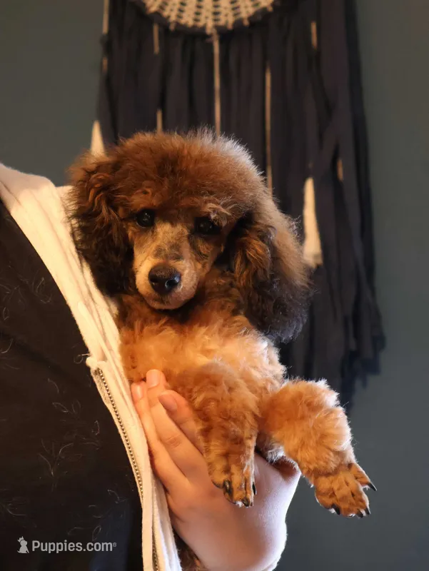 Theodore, a male Poodle - Toy  for sale in Blairsville, PA – Photo 1 of 7
