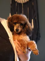 Theodore, a male Poodle - Toy  for sale in Blairsville, PA – Photo 1 of 7