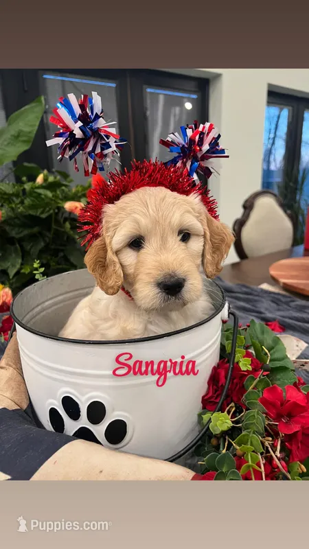 Sangria – Goldendoodle puppy for sale in Ford City, PA