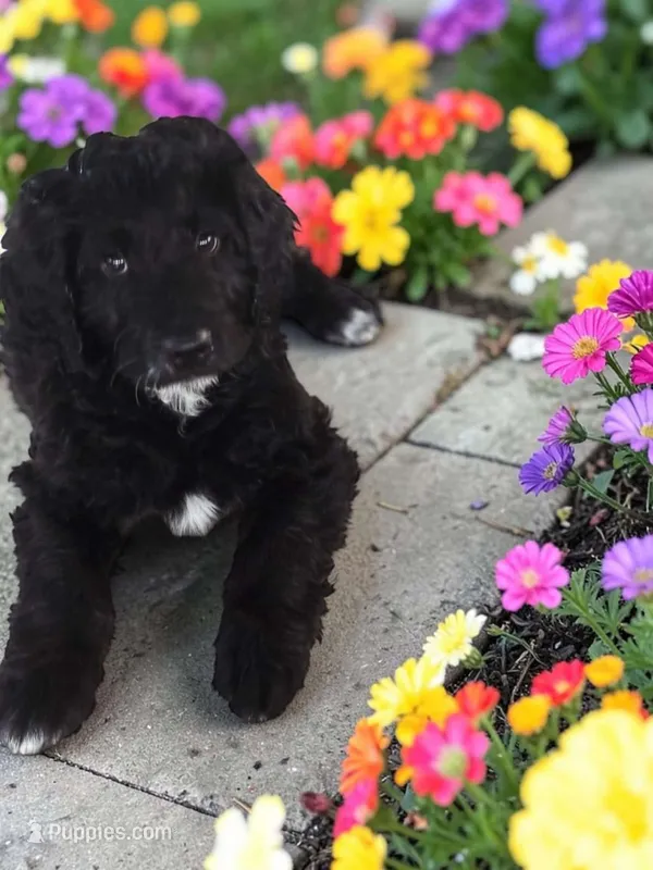 Jack – Goldendoodle puppy for sale in Ford City, PA