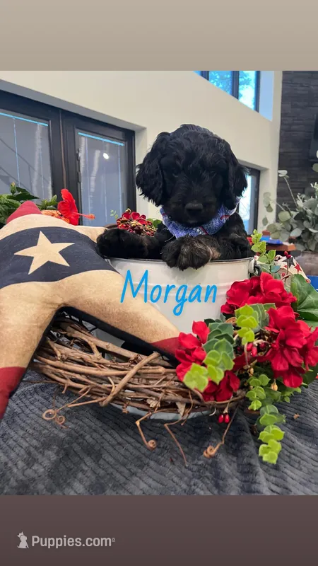 Morgan – Goldendoodle puppy for sale in Ford City, PA