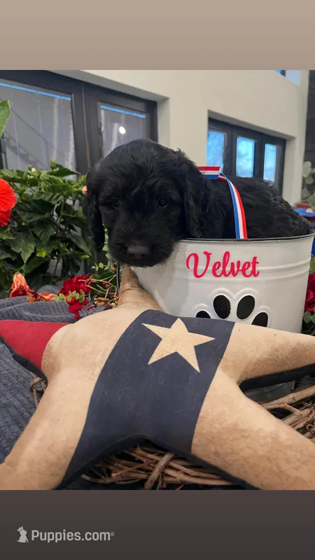 Velvet – Goldendoodle puppy for sale in Ford City, PA