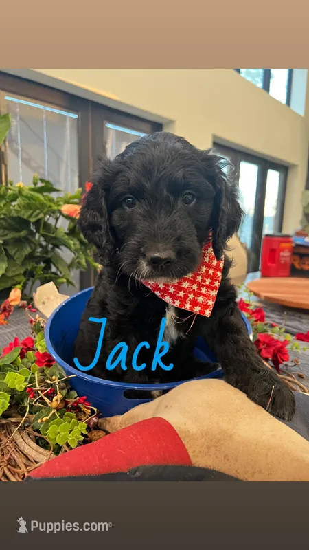 Jack – Goldendoodle puppy for sale in Ford City, PA