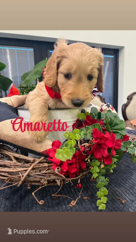 Amaretto  – Goldendoodle puppy for sale in Ford City, PA
