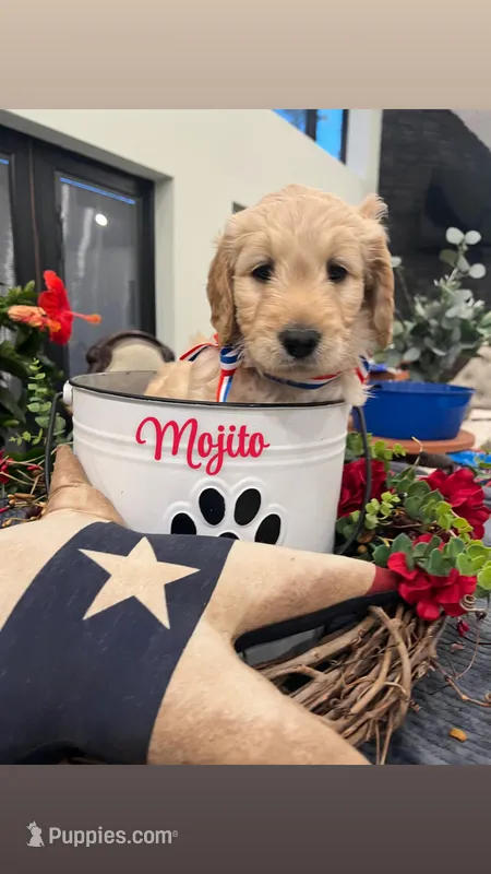 Mojito  – Goldendoodle puppy for sale in Ford City, PA