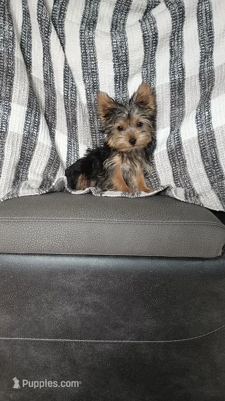 Abby (teacup yorkie) – Yorkshire Terrier puppy for sale in Newton Grove, NC