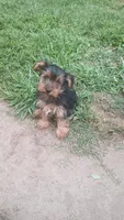 Cooper, a male Yorkshire Terrier for sale in Newton Grove, NC – 2 of 4