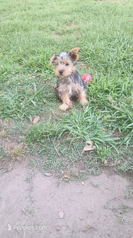 Nina  – Yorkshire Terrier puppy for sale in Newton Grove, NC