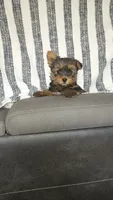 Ruby , a female Yorkshire Terrier for sale in Newton Grove, NC – 2 of 3