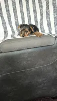Nina , a female Yorkshire Terrier for sale in Newton Grove, NC – 2 of 3