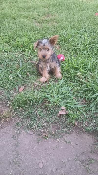 Nina , a female Yorkshire Terrier for sale in Newton Grove, NC – 4 of 4