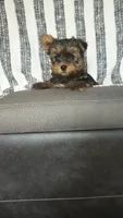 Ruby , a female Yorkshire Terrier for sale in Newton Grove, NC – 3 of 3