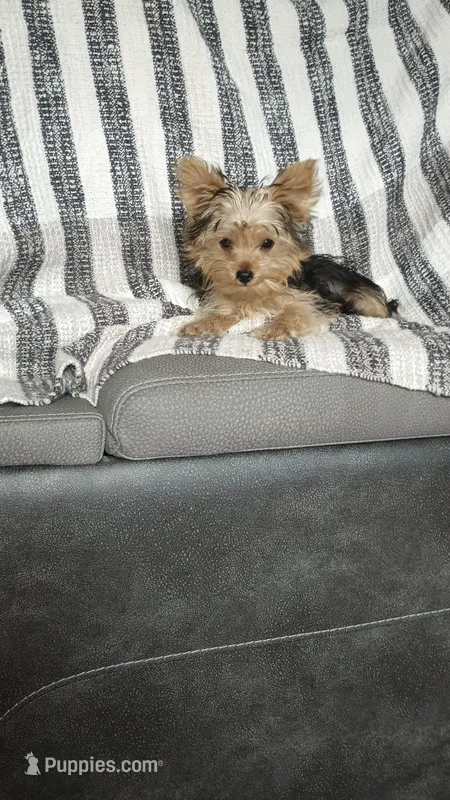 Rez (teacup yorkie), a male Yorkshire Terrier for sale in Newton Grove, NC – Photo 1 of 1