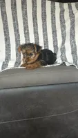 Nova, a female Yorkshire Terrier for sale in Newton Grove, NC – 2 of 2