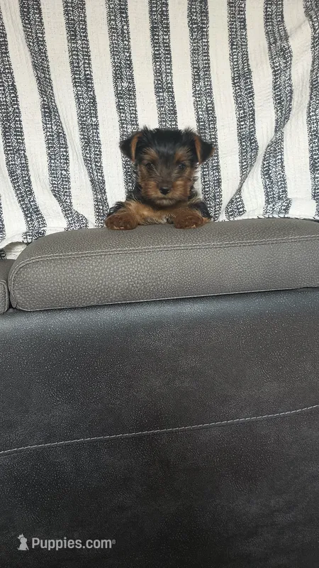 Cooper – Yorkshire Terrier puppy for sale in Newton Grove, NC