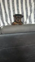 Cooper, a male Yorkshire Terrier for sale in Newton Grove, NC – 1 of 3