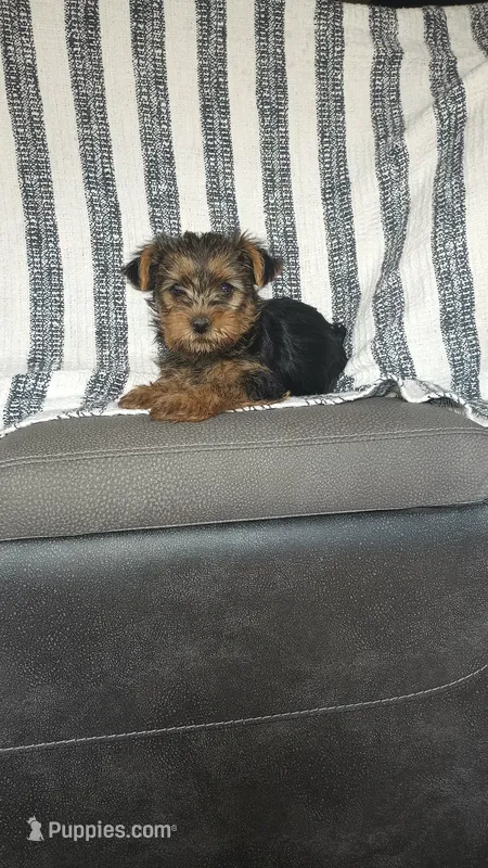 Nova – Yorkshire Terrier puppy for sale in Newton Grove, NC