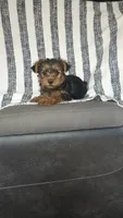 Nova, a female Yorkshire Terrier for sale in Newton Grove, NC – 1 of 2