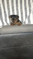 Cooper, a male Yorkshire Terrier for sale in Newton Grove, NC – 2 of 3