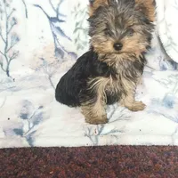 Max, a male Yorkshire Terrier for sale in Newton Grove, NC – Photo 1 of 10