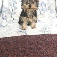 Max, a male Yorkshire Terrier for sale in Newton Grove, NC – Photo 4 of 10