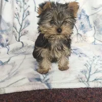 Max, a male Yorkshire Terrier for sale in Newton Grove, NC – Photo 3 of 10