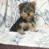 Max, a male Yorkshire Terrier for sale in Newton Grove, NC – Photo 9 of 10