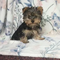 Max, a male Yorkshire Terrier for sale in Newton Grove, NC – Photo 2 of 10