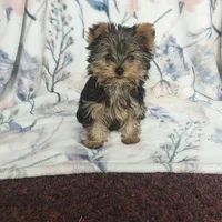 Max, a male Yorkshire Terrier for sale in Newton Grove, NC – Photo 8 of 10