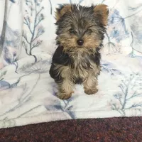 Max, a male Yorkshire Terrier for sale in Newton Grove, NC – Photo 10 of 10