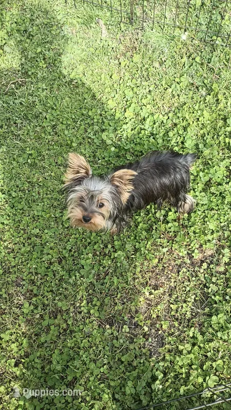 Max – Yorkshire Terrier puppy for sale in Newton Grove, NC
