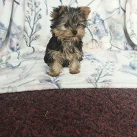 Max, a male Yorkshire Terrier for sale in Newton Grove, NC – Photo 6 of 10