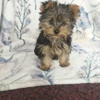 Max, a male Yorkshire Terrier for sale in Newton Grove, NC – Photo 7 of 10